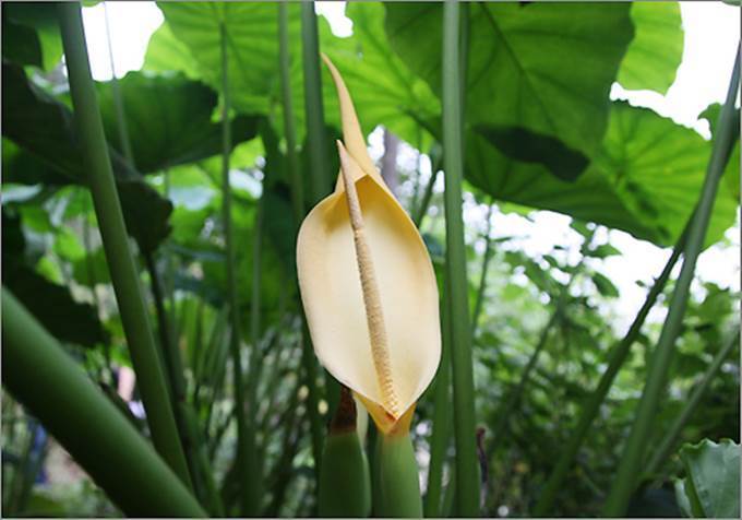 Nature 100年ぶりに一度咲く里芋の花 幸運 Asia News